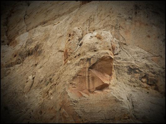 I seed a bottle-nosed dolphin in the rocks
