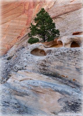 Another tree in Cohab Canyon