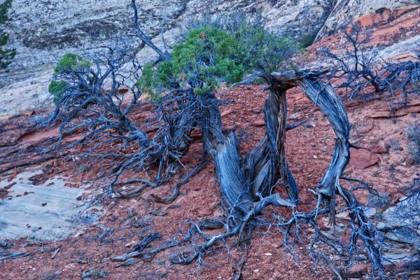 Scraggly juniper in Cohab Canyon