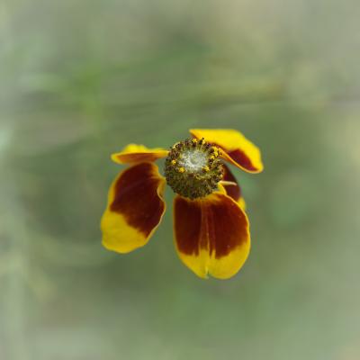  A bloom at the Beeloved Garden of the West Raleigh Presbyterian Church