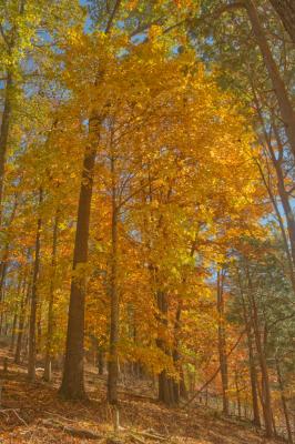 Fall color along the Clifton Doyle Trail