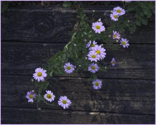 Daisy mums blooming in the yard