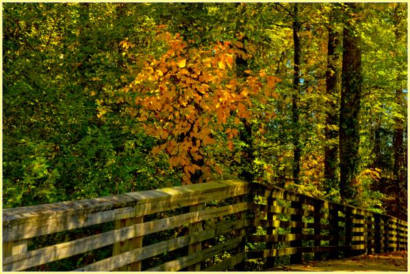 Fall color at Caney Creek Preserve
