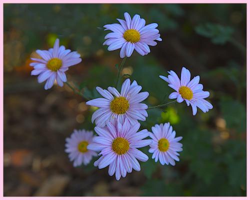 Daisy Mums in the back yard
