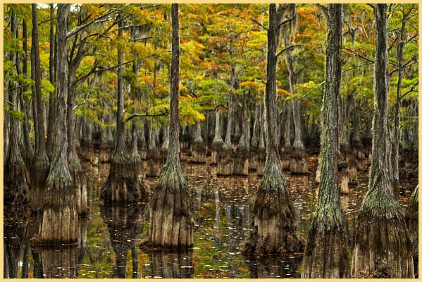 Morning in the swamp