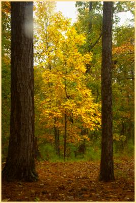 Trees at REd Top Mountain State Park