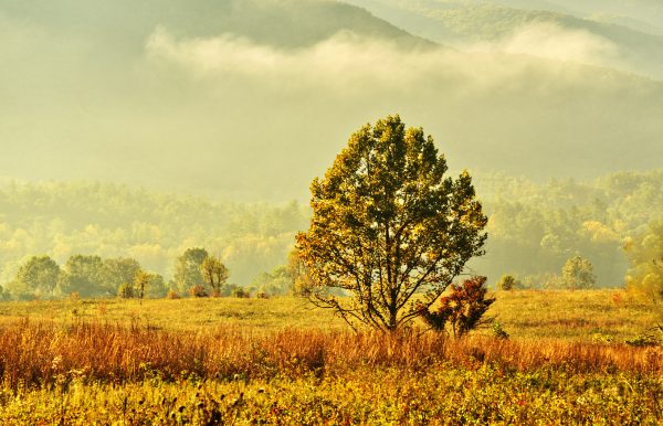 Morning light in Cades Cove
