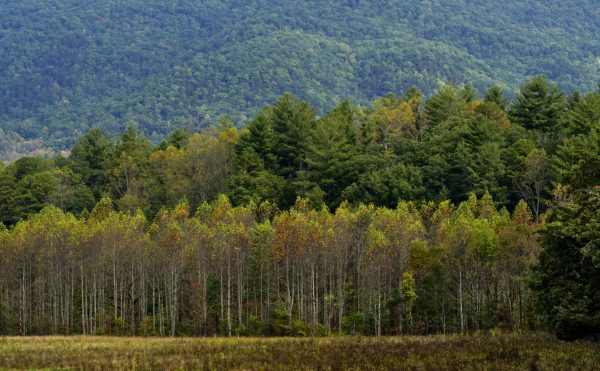Later in the morning in Cades Cove.  I liked the layered trees