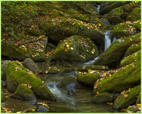 Along the Middle Prong Little River near Tremont