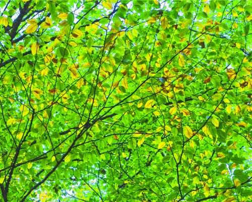 Light in the trees along the river