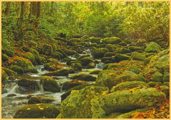 Along the Roaring Fork Motor Nature Trail.  Not sure what creek that is