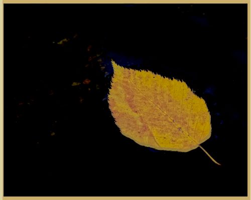 A leaf in the LIttle River