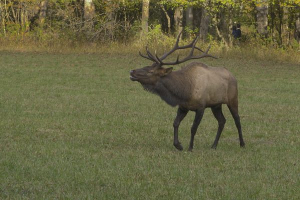 An elk in Cherokee, NC