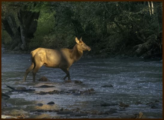 Another elk the following morning.