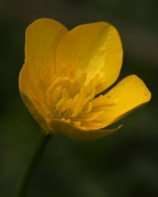 Buttercup bloom