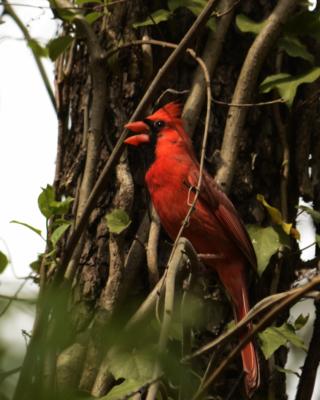 A Cardinal along  Banbury Creek