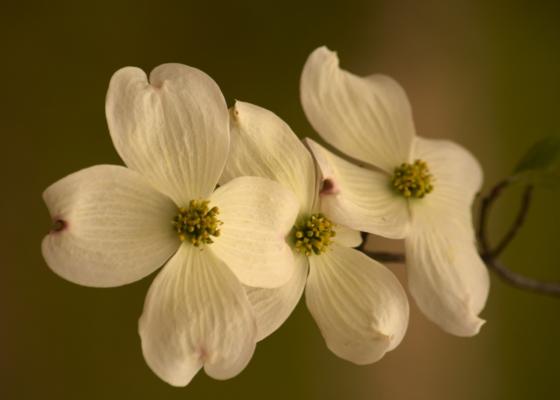 More dogwood blooms