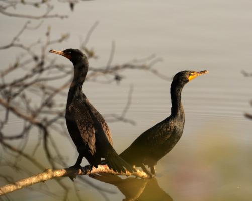 Double-crested cormorants Blooms along the trail at the Apex Community Park