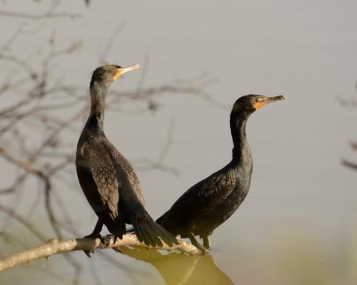  Double-crested cormorants Blooms along the trail at the Apex Community Park