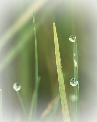 Raindrops on grasses