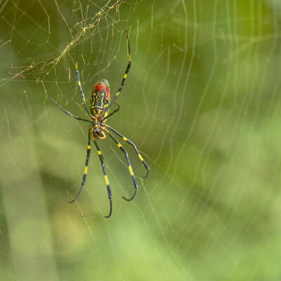 Joro spider along the greenway