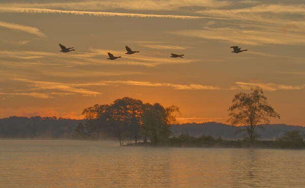 Geese going by before sunrise
