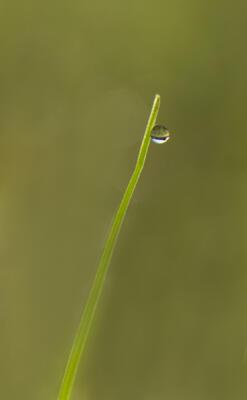 Dewdrop on a blade of grass