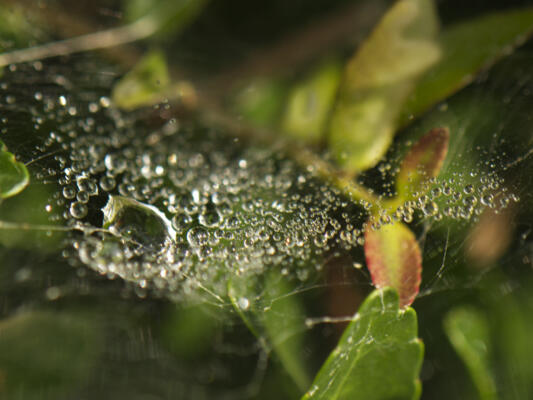 Dew on a web