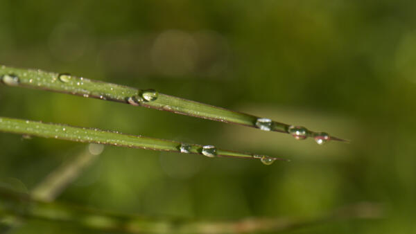 Dew on the grass at Unicoi Lake