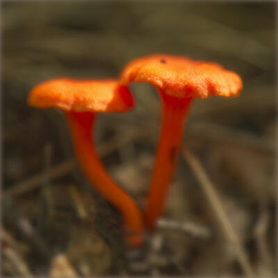 Most interesting, completely red-orange mushrooms
