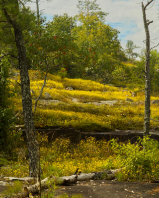 Yellow daisies in bloom on Stone Mountain,  Sept 23, 2020