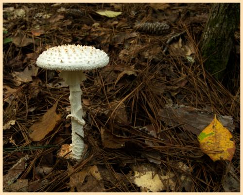 Mushroom along the trail at Jones Bridge