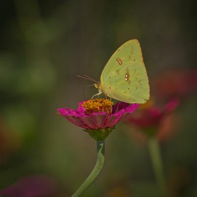 Butterfly on a bloom
