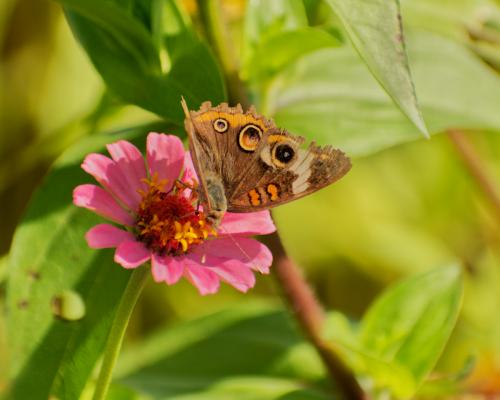 Butterfly on a bloom