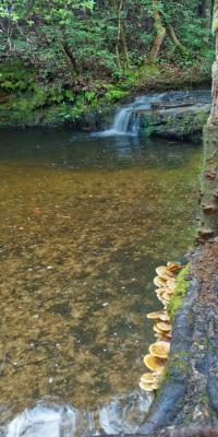 Csonka Falls on the Wolfden Loop