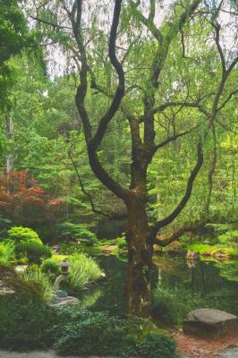 Tree in the Japanese Garden