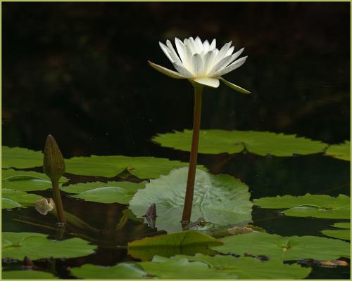 Waterlily and frog