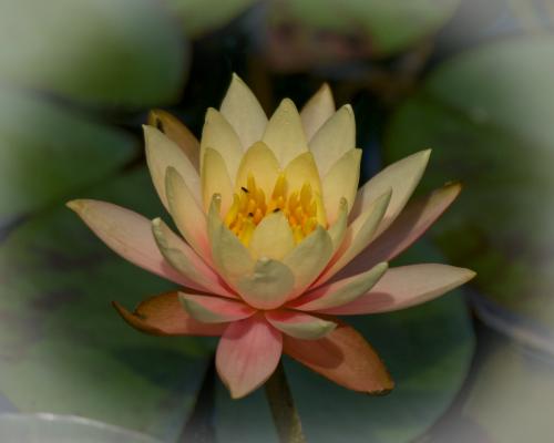 Waterlily bloom with ants