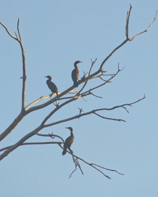 Cormorants sunning in a dead tree