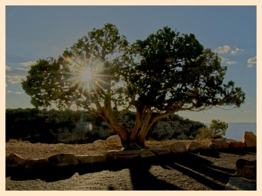 A tree at Hopi point as the sun is going down