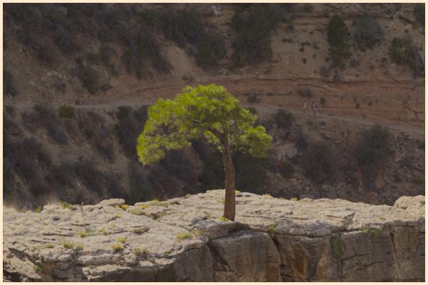 A tree near the top of Bright Angel Trail