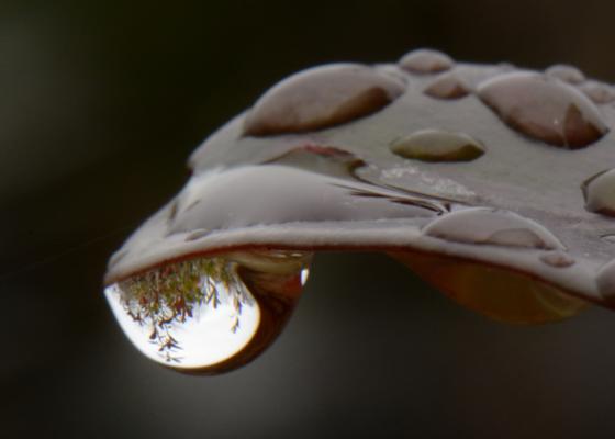 Raindrop close-up