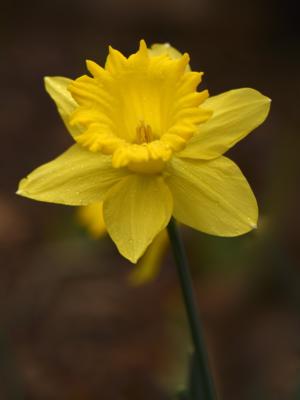 Better daffodil shot