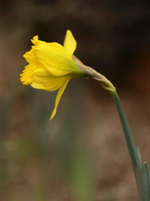 First daffodils of the year