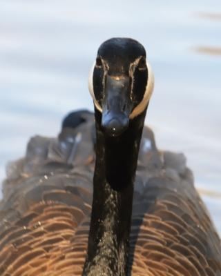 A goose, close up.