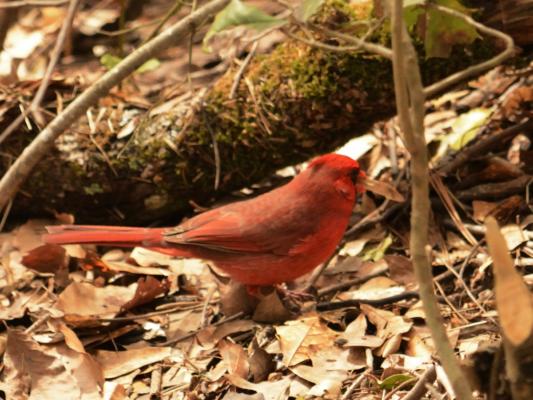 And a cardinal that stayed still long enough for me to focus