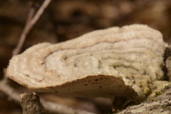 Interesting fungus on a log