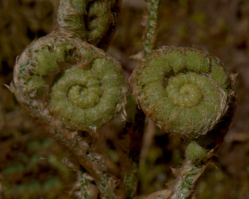 Fiddlehead ferns at Bowman's Island