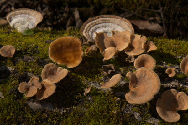 Interesting fungi along the trail at Bowman's Island