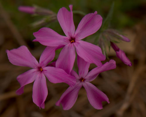 First phlox blooms on the new plants